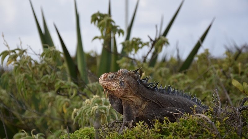 L'iguane